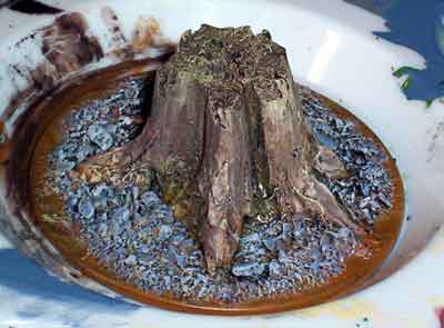 Stem from a Pumpkin to make a tree stump 11